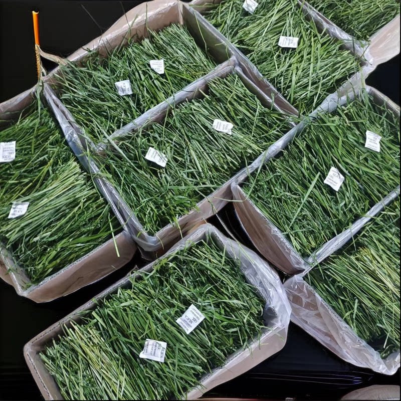 烘干提摩西干草箱装草段荷兰猪干草兔粮兔草北提甘肃北提产地直发