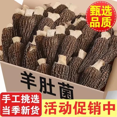 头茬羊肚菌干货新鲜个头大羊肚菇煲汤食材羊肚蘑牛肚菌类羊肚