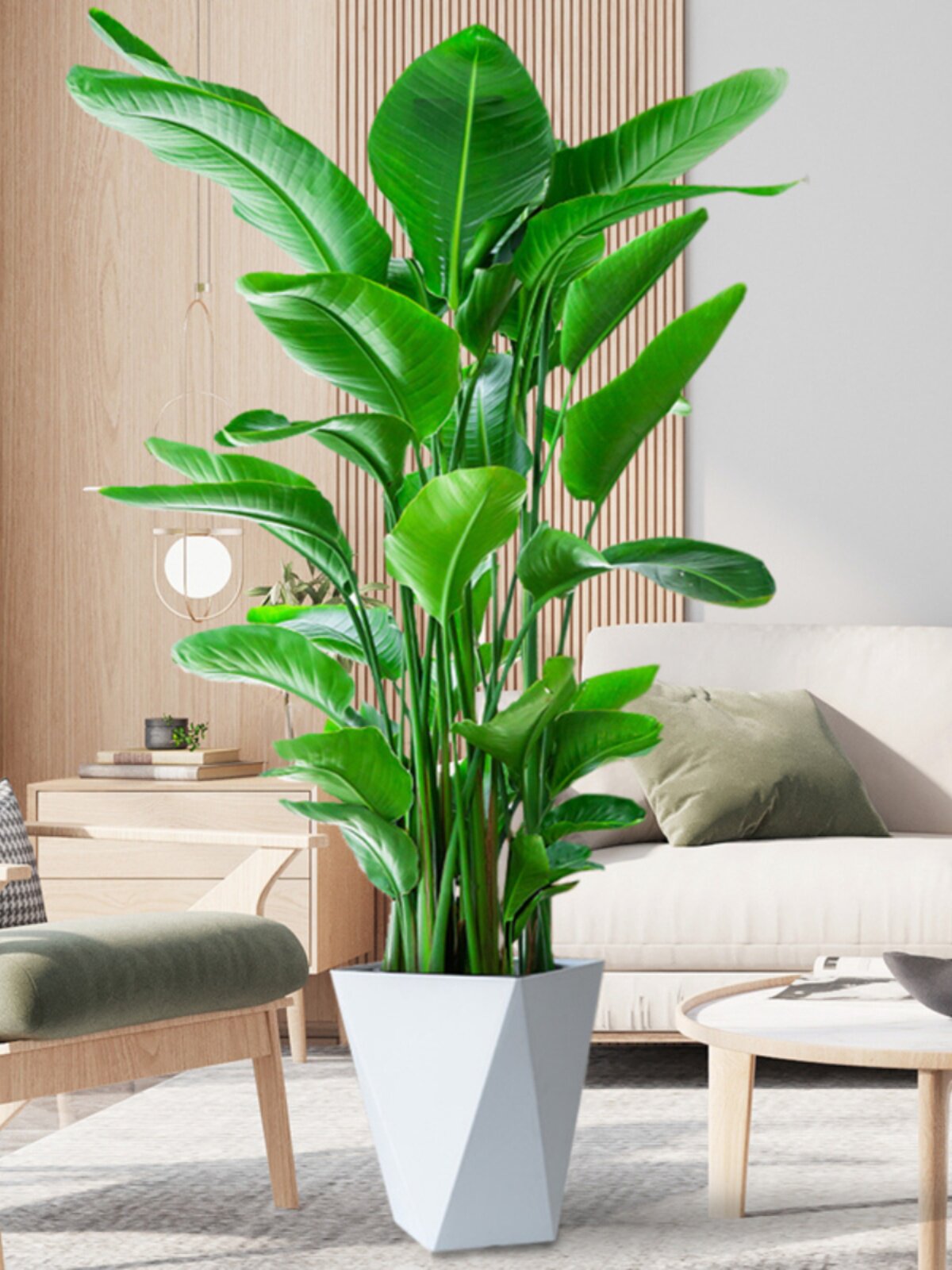 网红天堂鸟盆栽室内大型植物鹤望兰客厅办公室盆栽绿植天堂鸟花卉