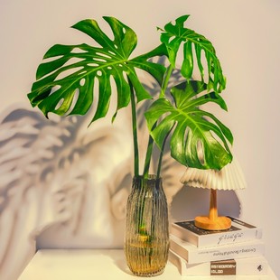 新品水培龟背竹老桩盆栽带根水养植物室内客厅四季好养Z热带网红