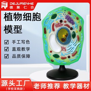植物细胞模型动物细m胞模型细胞器放大细胞膜 叶绿体细胞核生物膜