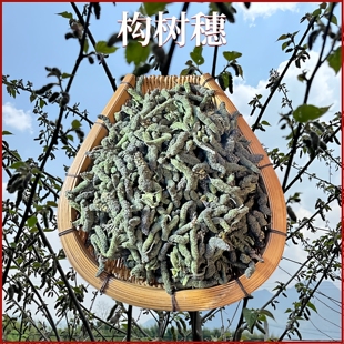 构树穗干货200g云南腾冲高山树上虫草野生构树花中药材天然药食
