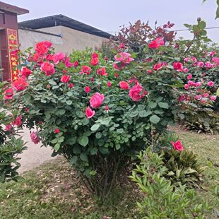 粉扇月季花苗碗口大花四季开浓香特大花庭院阳台花卉植物玫瑰盆栽