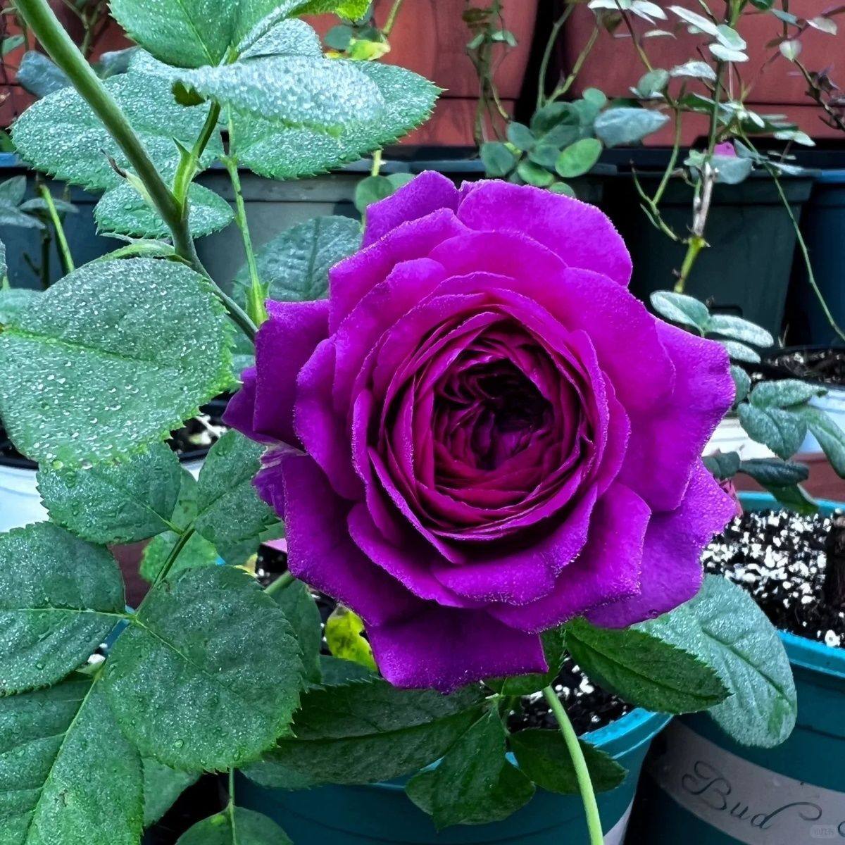 【比利时月季】浓香大花紫红当年开花月季花苗盆栽地栽庭院植物