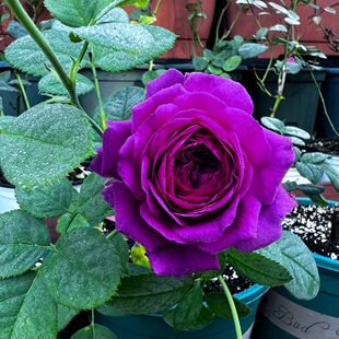 【比利时月季】浓香大花紫红当年开花月季花苗盆栽地栽庭院植物