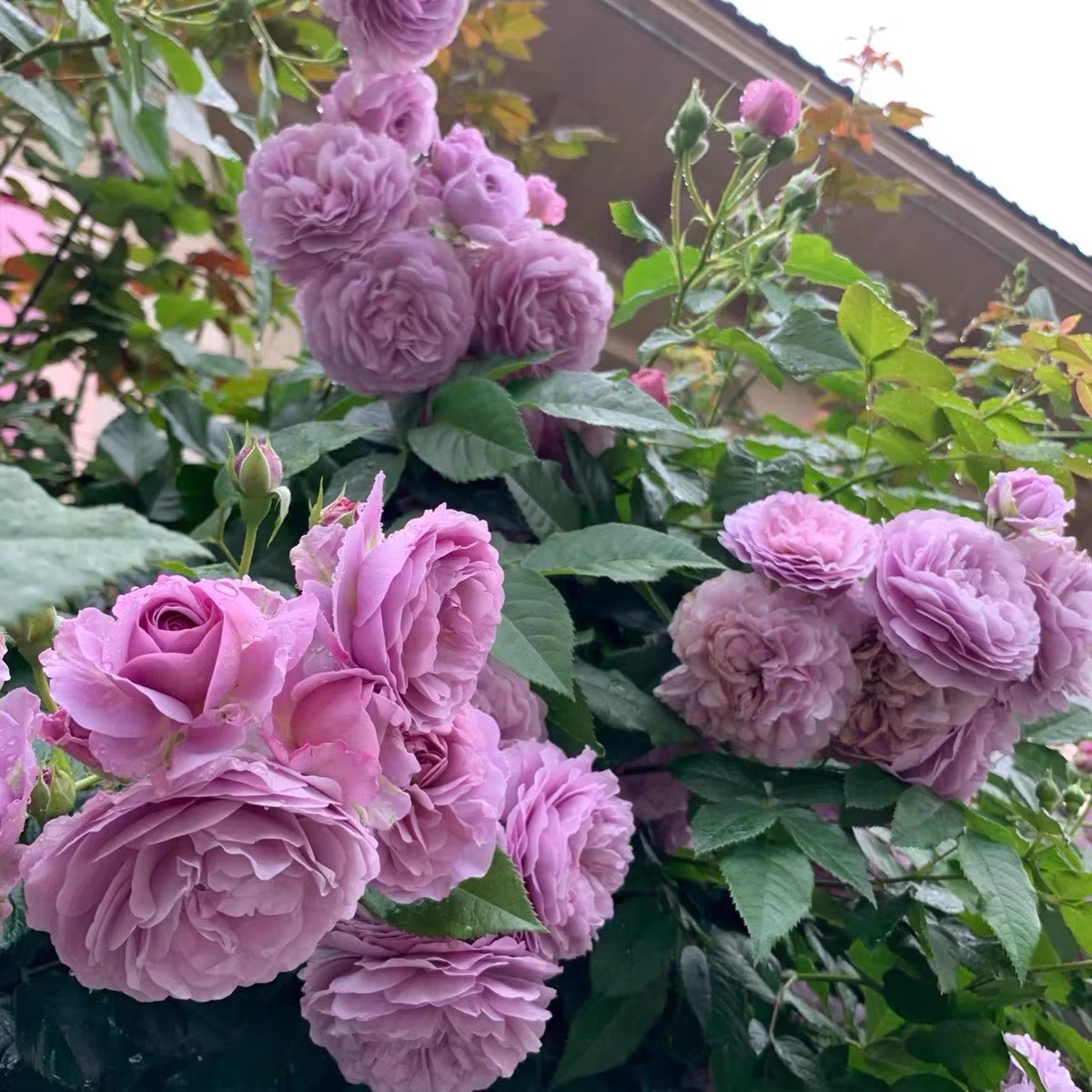 薰衣草花环藤本月季花大苗无刺爬藤蔷薇花阳台庭院玫瑰四季种植