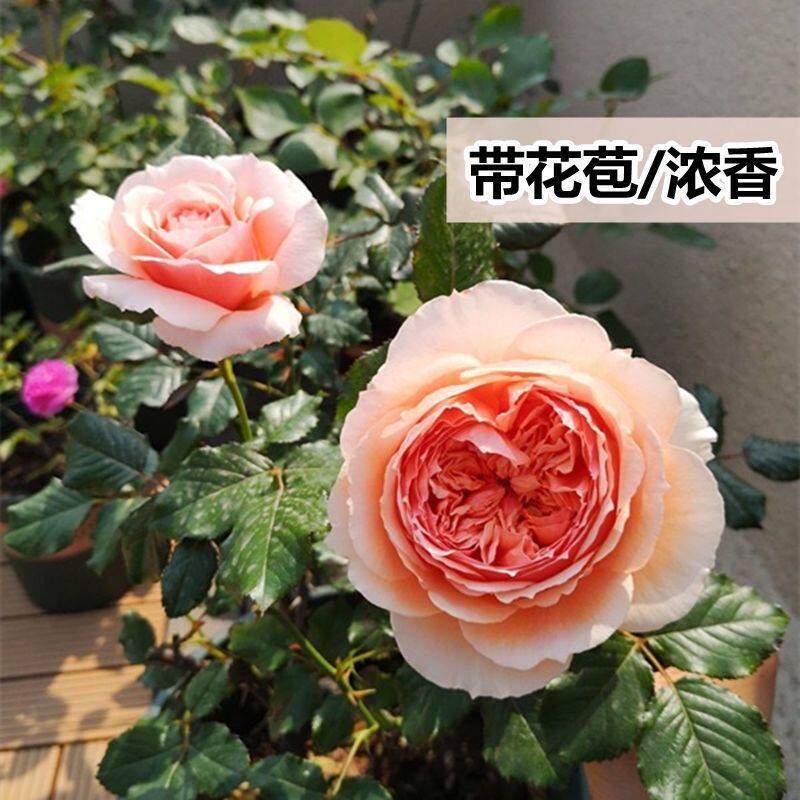 真宙欧月强香盆栽灌木庭院花园阳台观花盆栽地栽绿植花卉多季开花