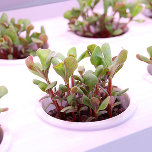 多层种蔬菜e神器智能种植机阳台家庭室内水培水耕立体无土栽培设