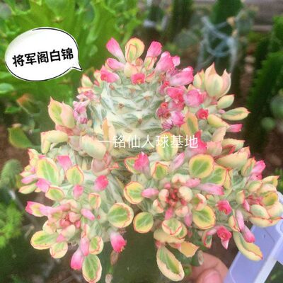 白锦将军多肉植物人仙创意生好养趣味开花防辐射变异柱大戟科沙阁