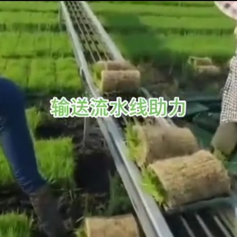 家用水稻运苗机j输送秧苗神器自动流水线播种机花卉蔬菜小型工具