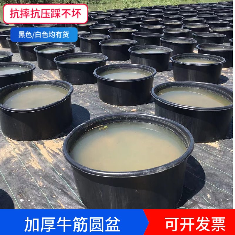PE黑色睡莲荷花盆 食品级塑料圆盆 PE新料滚塑一次成型塑料圆桶