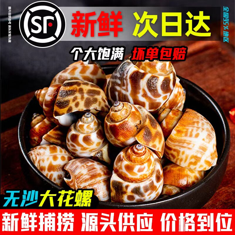 花螺鲜活新鲜海螺特大号海鲜水产鲜活鲜冻冷冻东风螺特大花螺贝类
