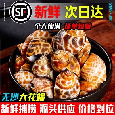 花螺鲜活新鲜海螺特大号海鲜水产