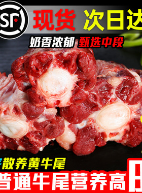 2斤牛尾巴骨新鲜整根原切鲜牛肉安格斯生牛尾冷冻乌拉圭进口宝宝