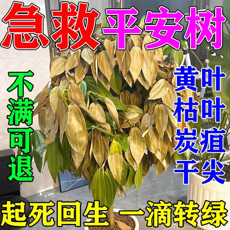 平安树叶子干枯发黄肥料专用肥掉叶急救幸福树营养液褐斑病炭疽病