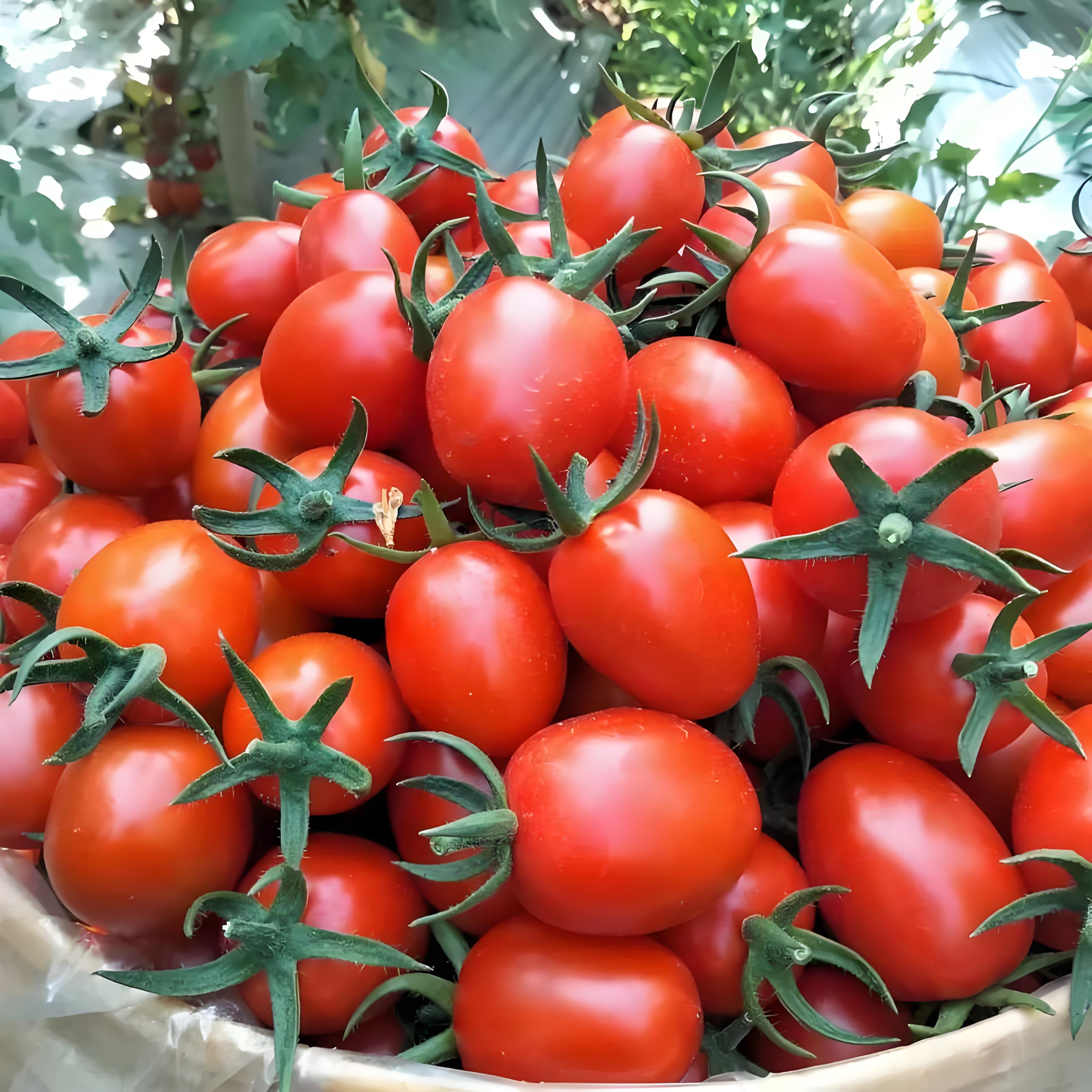 有机圣女果3斤樱桃番茄