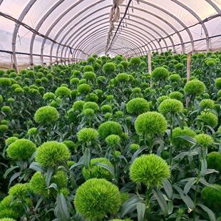 绿毛球花苗组培小苗绿色乒乓球石竹花苗庭院阳台花卉植物易活花卉