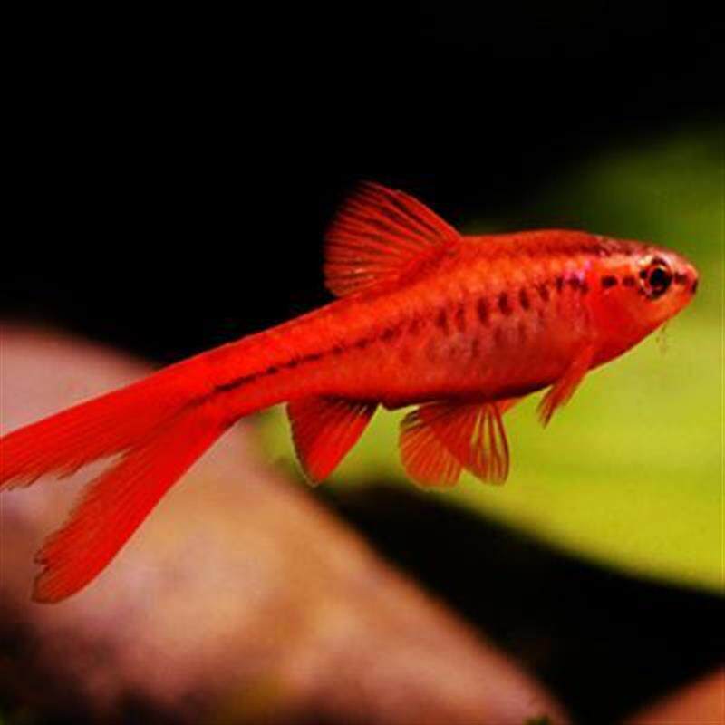 血红超红长尾樱桃灯红玫瑰鲫鱼水草鱼缸群游灯科鱼小型观赏热带鱼