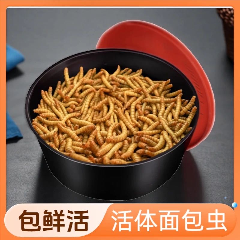 面包虫活虫种虫批发黄粉虫仓鼠喂鸟鸡钓鱼专用角蛙粮守宫螳螂饲料