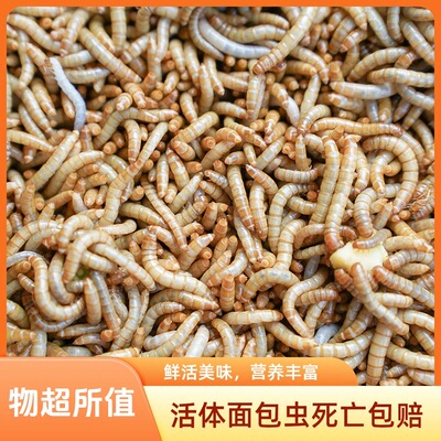 面包虫黄粉虫活虫批发钓鱼专用蚂蚁守宫角蛙鸟鸡龙鱼蜥蜴吃的虫子
