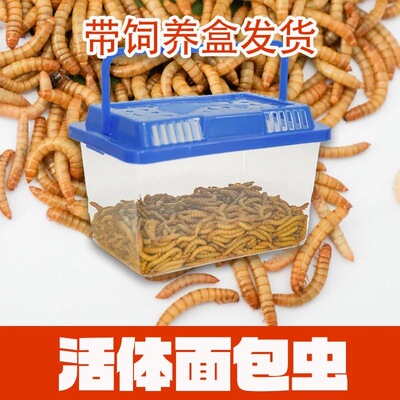 活体面包虫鲜活黄粉虫批发钓鱼专用活饵料守宫蜥蜴蝎子小鸟鱼饲料