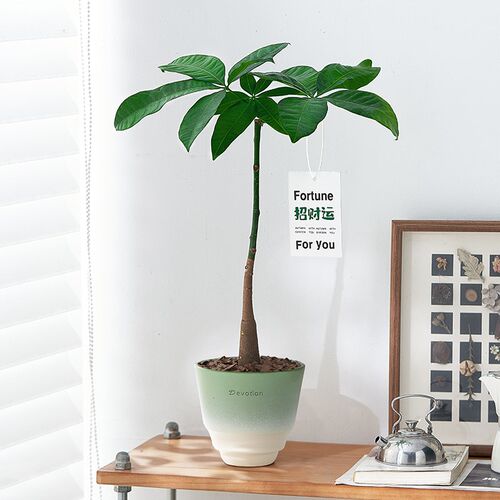 热销发财树盆栽招财树独杆造型室内绿植客厅N前台桌面耐旱植物招