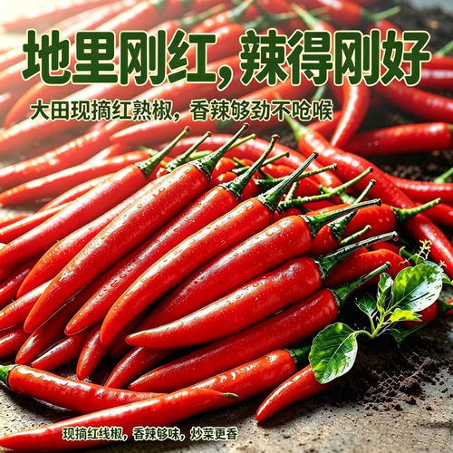 云南小米辣新鲜现摘特辣小米椒