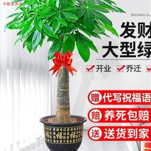 客厅旺财植物客厅放的大棵绿植室内大型真树盆栽好养大型招财花卉