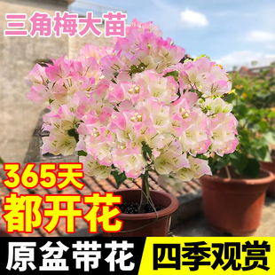 极速绿樱三角梅盆栽带花卉名贵绿植四季开花植物室内X阳台耐寒多