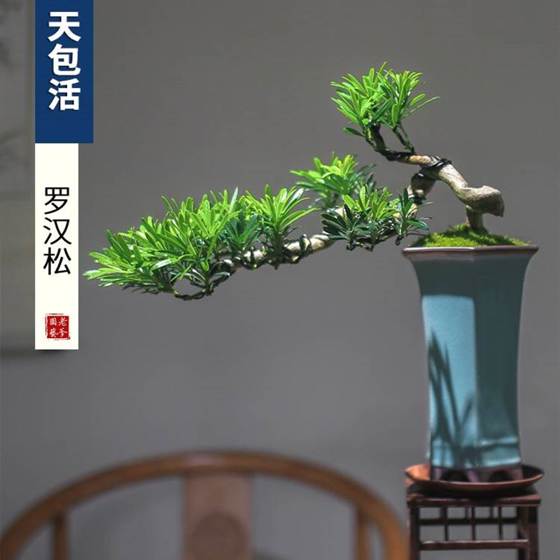 极速罗汉松盆景j悬崖老桩造型真盆景桌面植物室内好养阳台绿植松