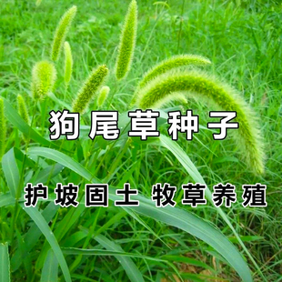 四季常青狗尾巴草种子矿山复绿野草种籽耐旱耐寒绿化工程护坡草籽