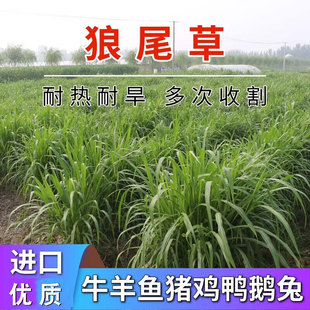 杂交狼尾草种子饲用牧草猪牛羊鸡鸭鱼青储饲料耐旱多次收割鱼草籽