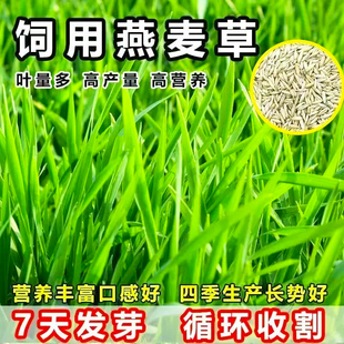 燕麦草种籽高产高蛋白多茬收割草籽四季畜牧养殖家禽喜食牧草种子