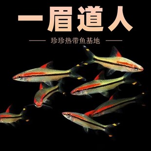 极速一眉a道人鱼黑影道人鱼草缸群游鱼小型鱼活体热带观赏鱼黑尾