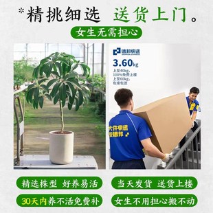 极速日本大叶伞保罗老q桩绿植室内大型落地式植物客厅办公室大盆