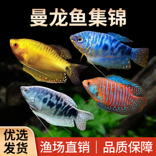 极速曼龙鱼热带淡水鱼蓝曼u龙黄曼龙小型丝足鱼五彩丽丽好养耐活