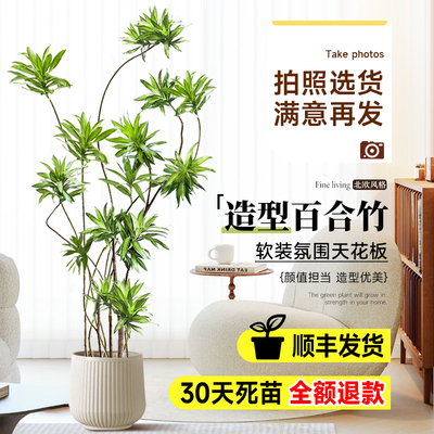 极速百合竹客厅绿植室内大型x办公室盆栽金心细叶造型真老桩轻奢