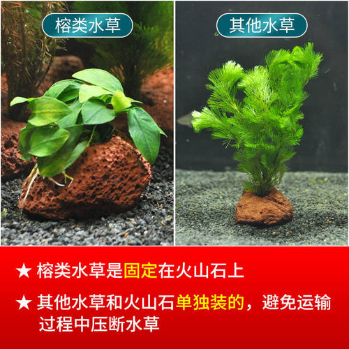 极速鱼缸活体水草增氧p蜈蚣草小水榕沉木生态造景套餐火山石阴性