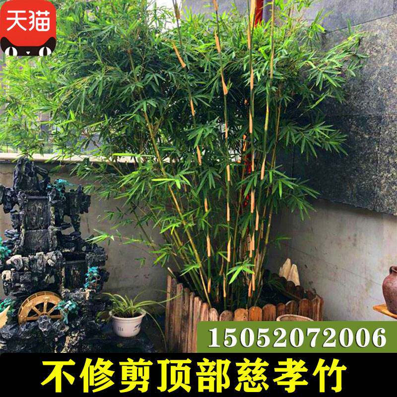 新品不修剪大型丛生慈孝竹苗庭院种植四季常绿P室内盆栽北方耐寒