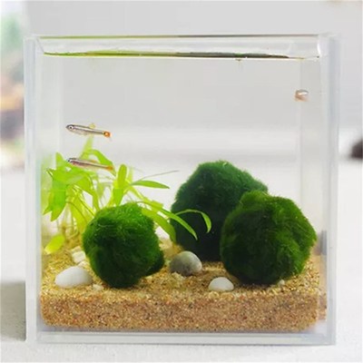 极速Japan Genuiine Aquarium Ball Landscaping 1cm Chlorella A