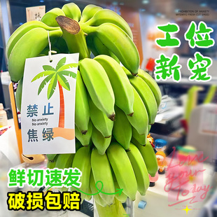极速禁止蕉绿芭蕉办公室内桌面绿植水培植物香蕉T树盆栽水果可食