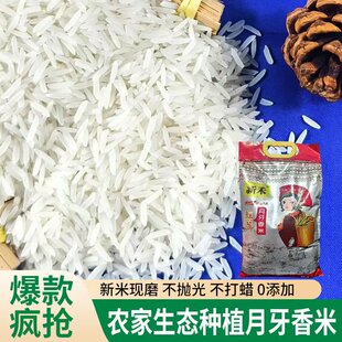 广西生态种植晚稻米农家米象牙米猫牙米长粒香米九七香丝苗米