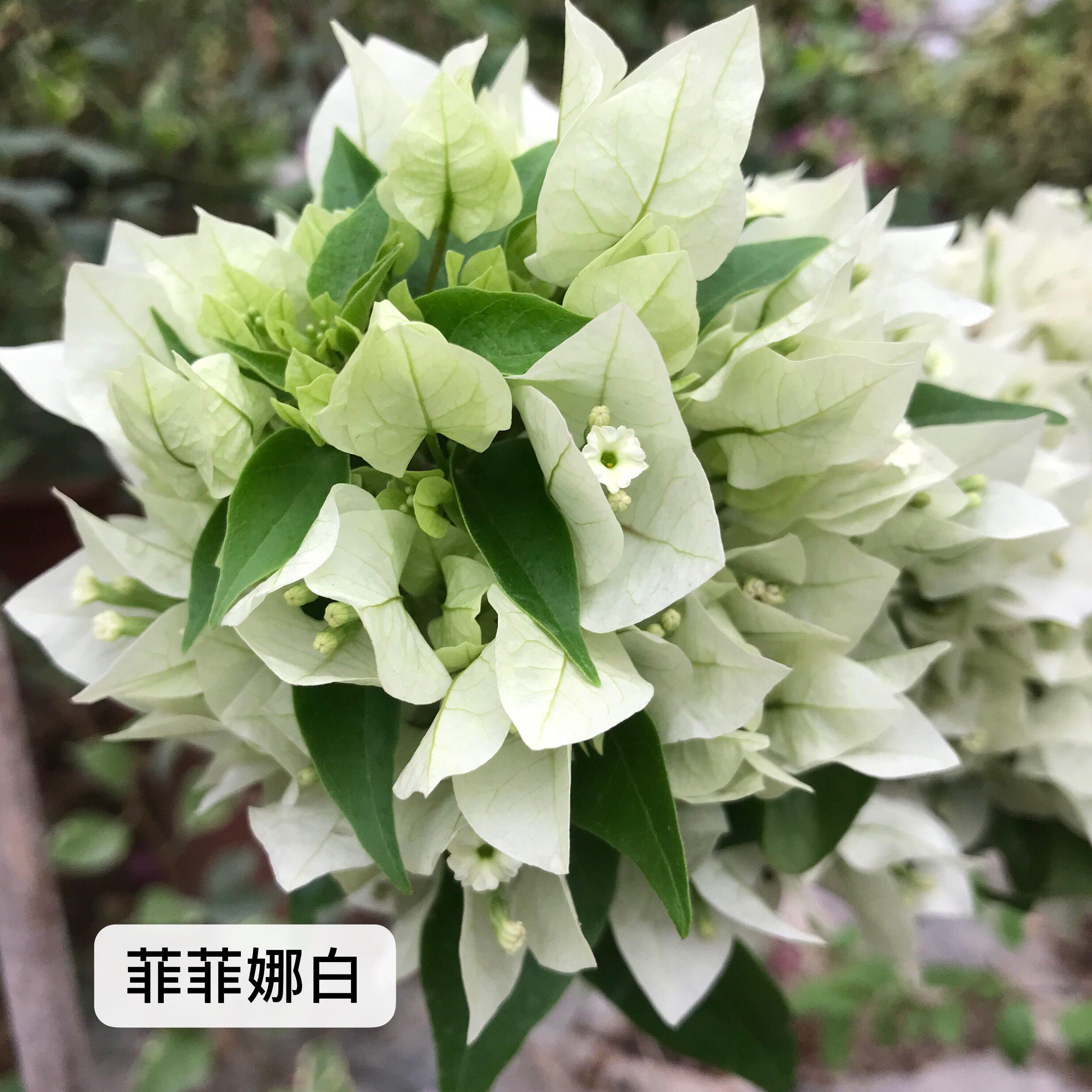 三角梅菲菲娜白维拉白扦插苗