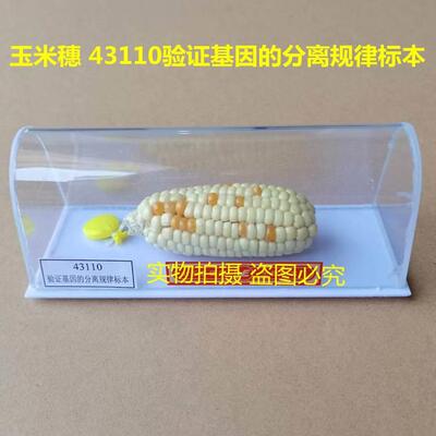 43110玉米穗 验证基因的分离规律标本 教学仪器