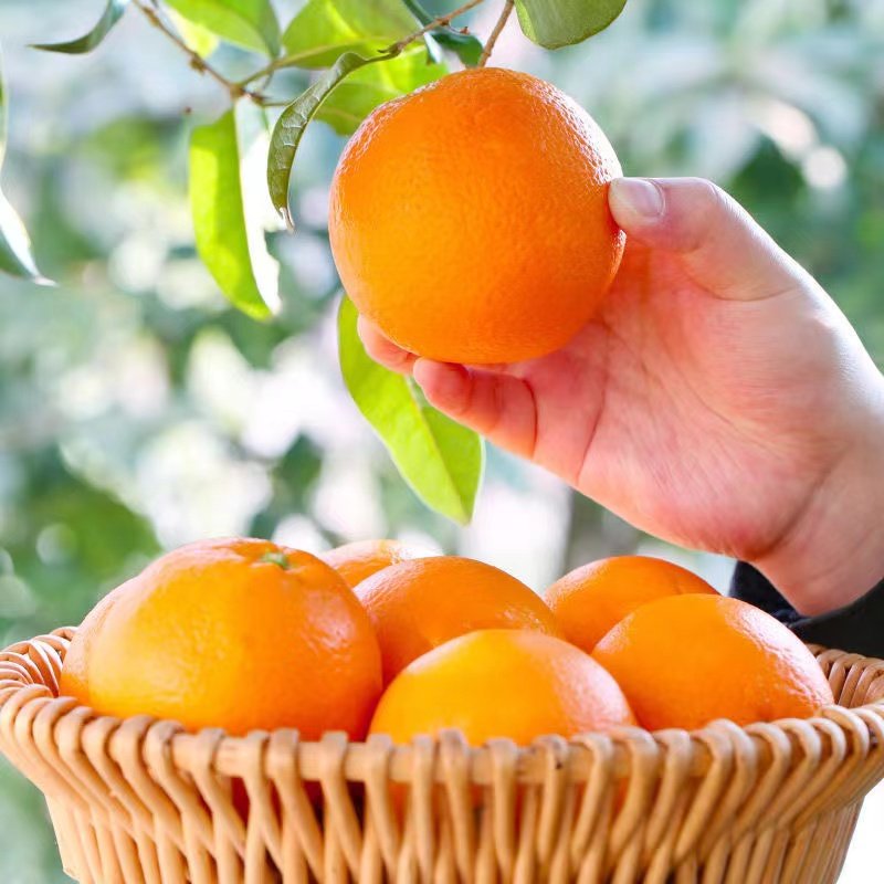 渝见橙正宗重庆奉节脐橙当季新鲜水果橙子手剥橙甜橙现摘现发,水产肉类/新鲜蔬果/熟食,橙,淘宝优惠券,粉丝福利购,淘宝优惠卷