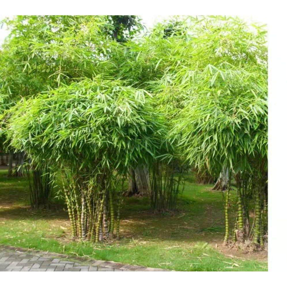 庭院盆景绿化大型佛肚竹罗汉凤尾竹米竹室内植物盆栽观赏竹子竹苗_虎窝淘