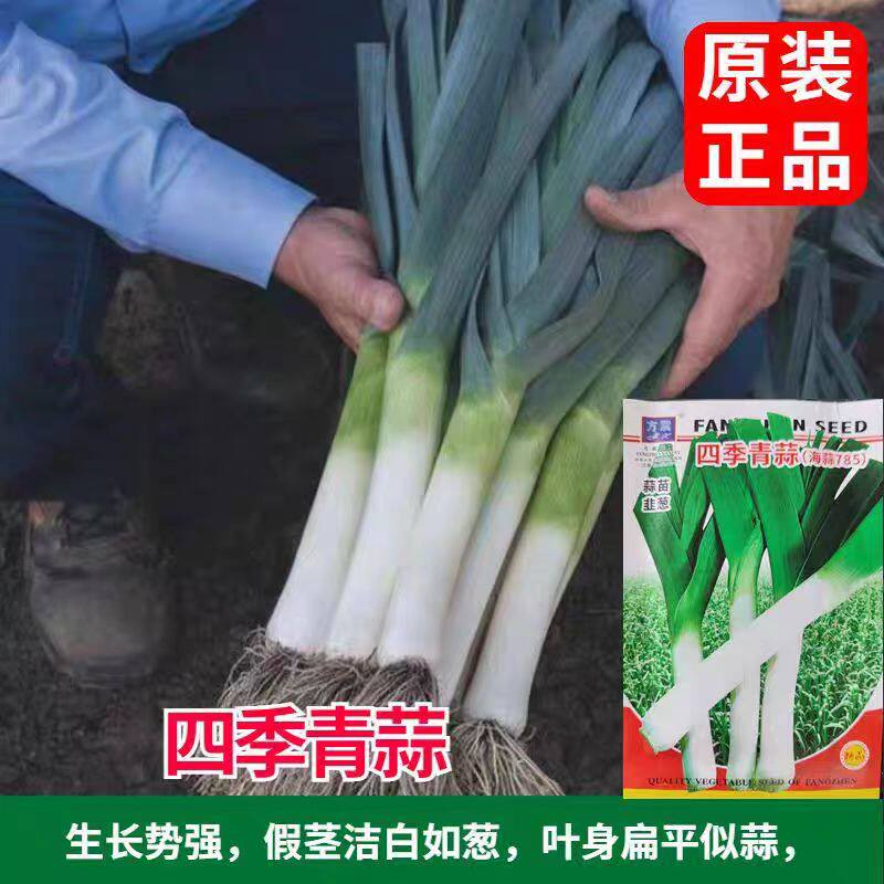 四季青蒜种子【海蒜785】四季青蒜种籽采收阳台农家大田蔬菜种籽