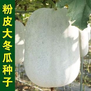 冬瓜种籽特大巨型种白皮种子孑粉皮大农家四季春夏秋瓜果蔬菜种子