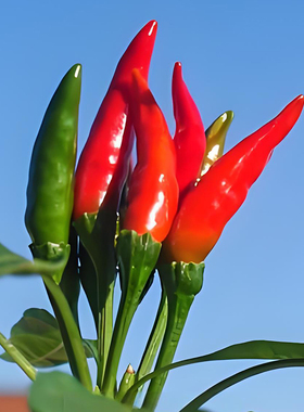 方震红色小米辣椒盆栽阳台种植朝天椒种子辣椒泡椒特辣蔬菜种子