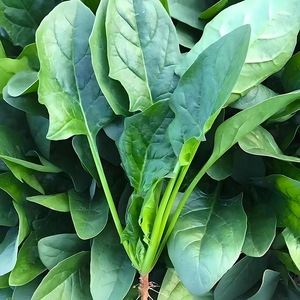 方震菠菜种子四季菠菜种籽阳台盆栽蔬菜种孑农家菜园易种菠菜籽种